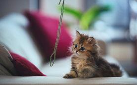 娱乐吃瓜君二豆猫,揭秘娱乐圈那些不为人知的幕后故事