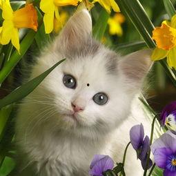 娱乐吃瓜酱桂花猫,揭秘娱乐圈那些不为人知的幕后故事