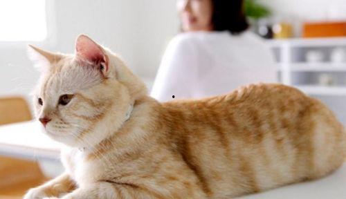 娱乐吃瓜酱70只猫猫,娱乐吃瓜酱带你领略猫咪世界