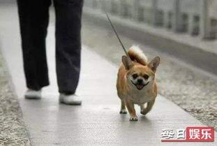 娱乐吃瓜养狗视频,娱乐吃瓜两不误，萌宠视频圈粉无数