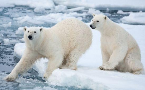 娱乐吃瓜酱北极熊
