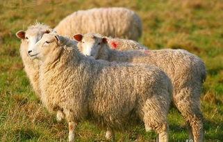 娱乐吃瓜君视频羊羊,娱乐吃瓜君带你探索独特羊味佳肴